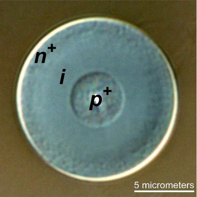 A cross-sectional image of the new silicon-based optical fiber with solar-cell capabilities. Shown are the layers -- labeled n+, i, and p+ -- that have been deposited inside the pore of the fiber. Credit: Badding lab, Penn State