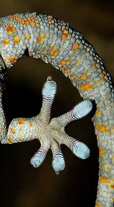 Scientists Develop a Powerful New Adhesive Inspired by Gecko’s Feet