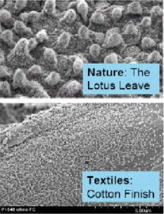 Fig. 1: Solutions found in nature applied to textile products