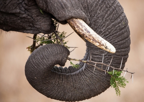 Close-up of an elephant using its trunk to grip and eat food