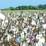 SIMA hopes cotton and yarn prices to stabilize post-Diwali – Advises stakeholders to avoid panic buying
