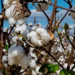 Celebration Of First-Year Accomplishments by U.S. Cotton Trust Protocol