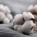 Cotton Association of India pegs down cotton crop estimate for 2021-22 season to 343.13 lakh bales