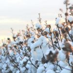 Government exempts all customs duty on Cotton imports till 30th September 2022
