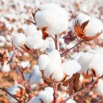 Meeting of Stakeholders held by the Committee on Cotton Production and Consumption