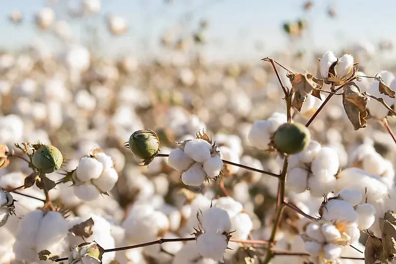 Exempt cotton from 11% import duty, says SIMA