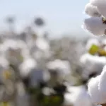 cotton