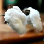 Peru Launches 'Molinero Extralargo' Cotton Extra-long miller cotton